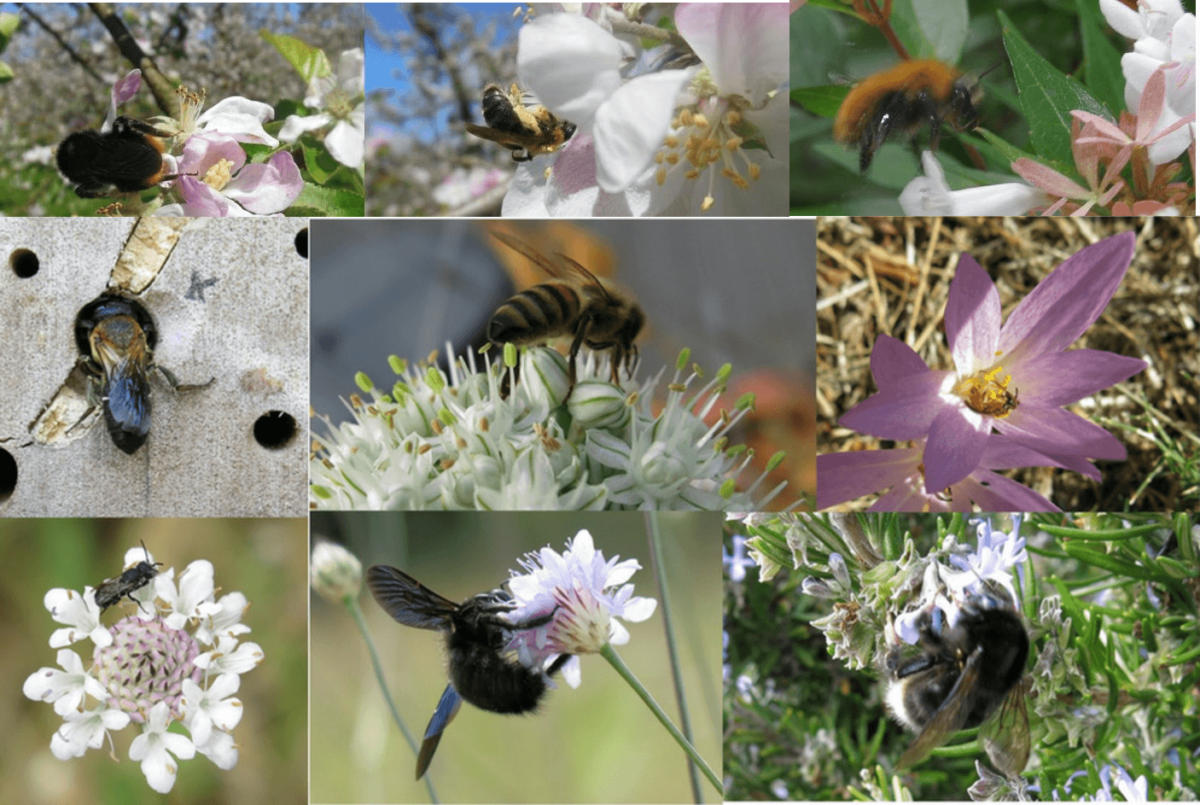 native bees, bee diversity, bee conservation