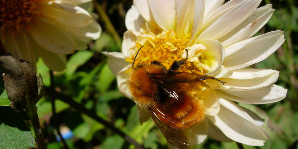 managed bees, parasites, bee health, Bombus dahlbomii