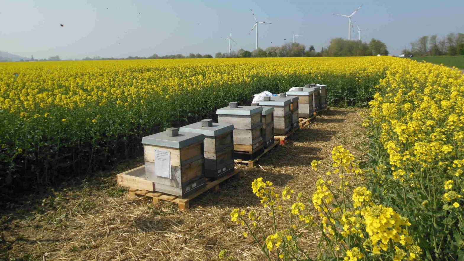 Services for bee related questions in pesticide registration