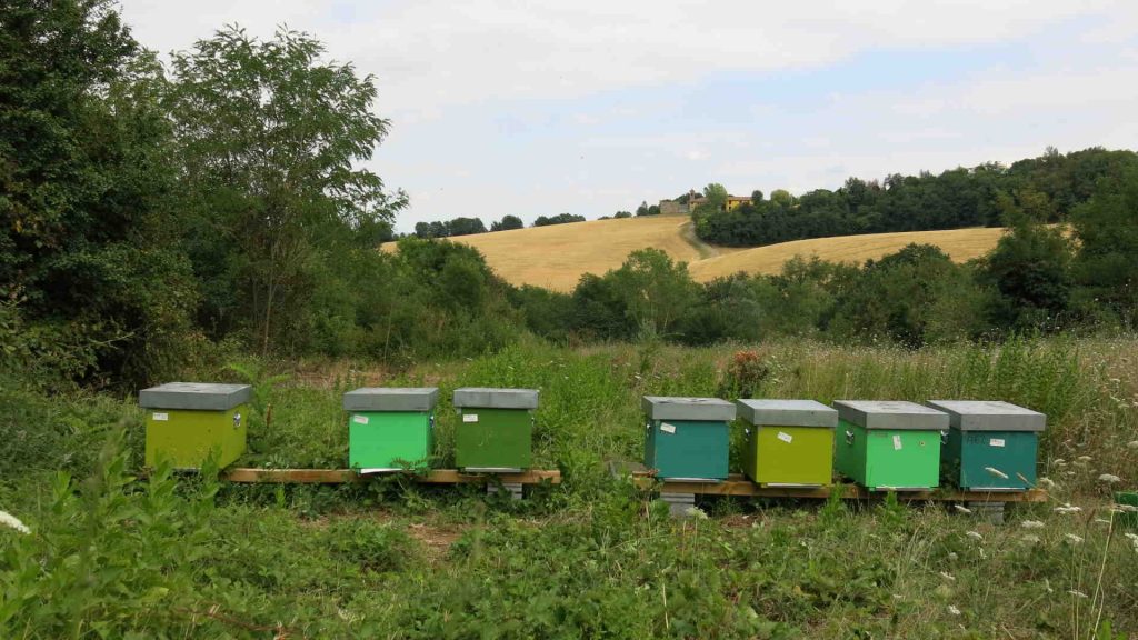 bee conservation, good practices