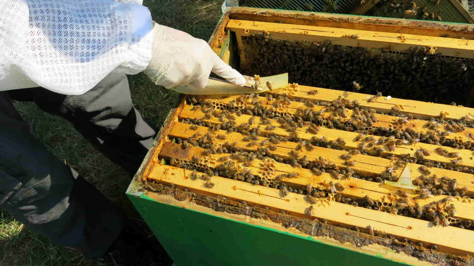good beekeeping practices, Consulting during the authorisation property