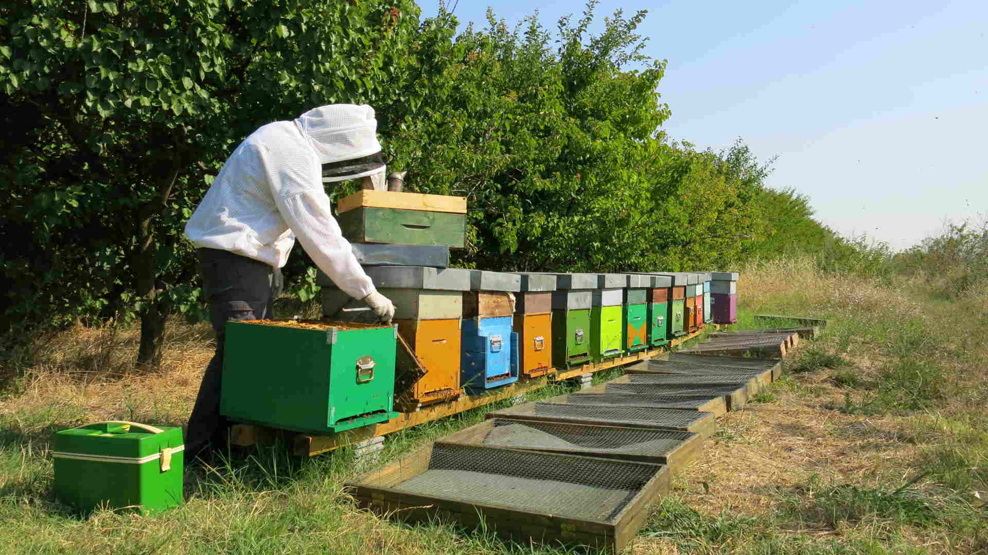 Regulation bee health products | BeeSafe
