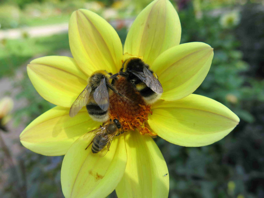 bee diseases, Managed bees, bee health, one health, bumblebees, honey bees