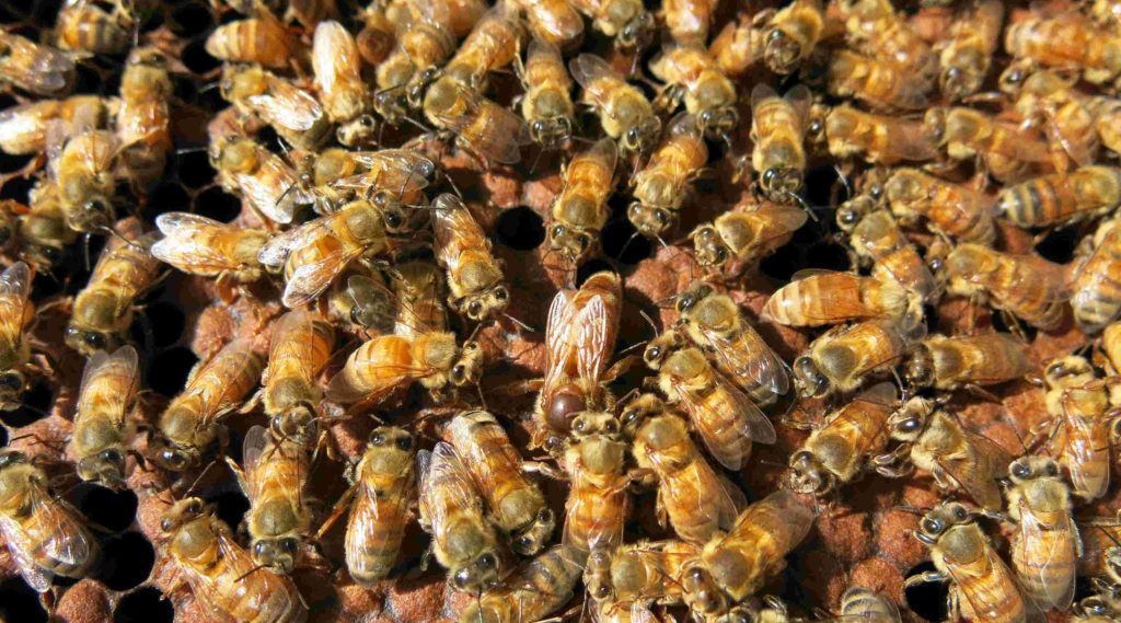 Superorganism, welfare, honey bee colony