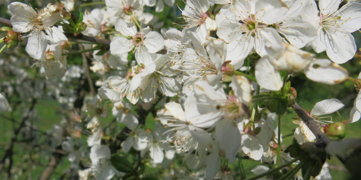 bee research, sour cherry, pollination