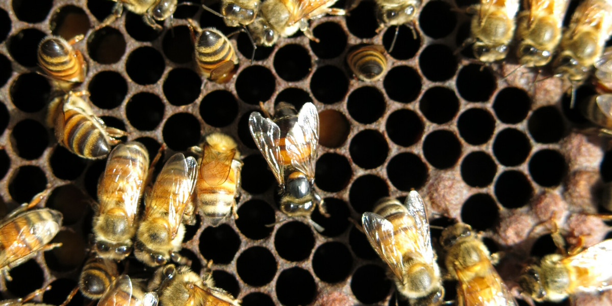 honey bee viruses, CBPV