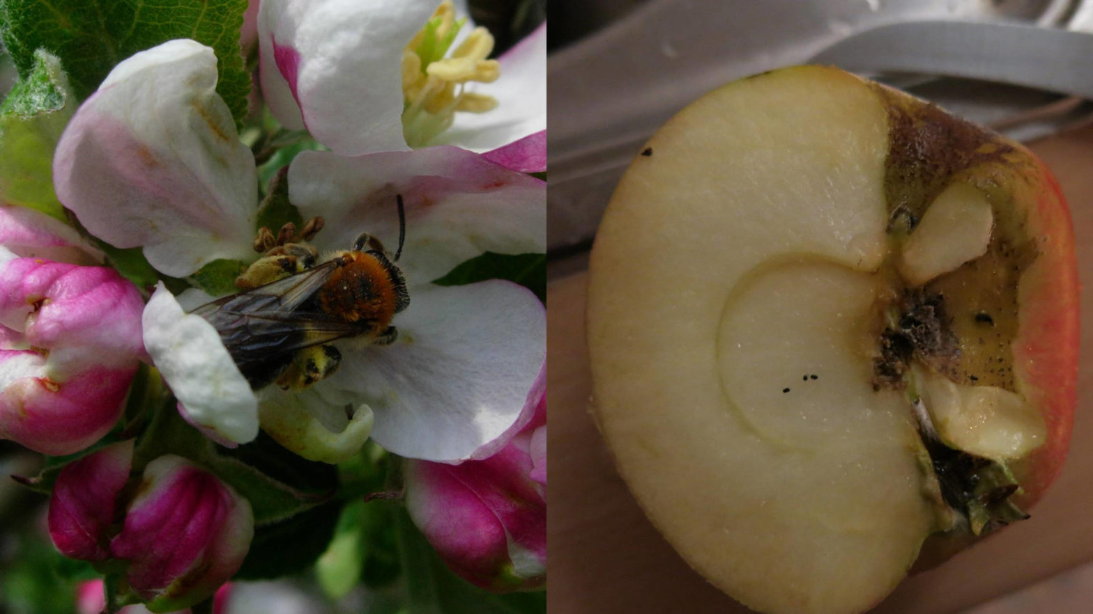 Pollination Services And Bee Conservation - BeeSafe