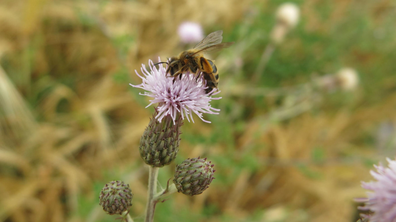 Pollination services need diversity