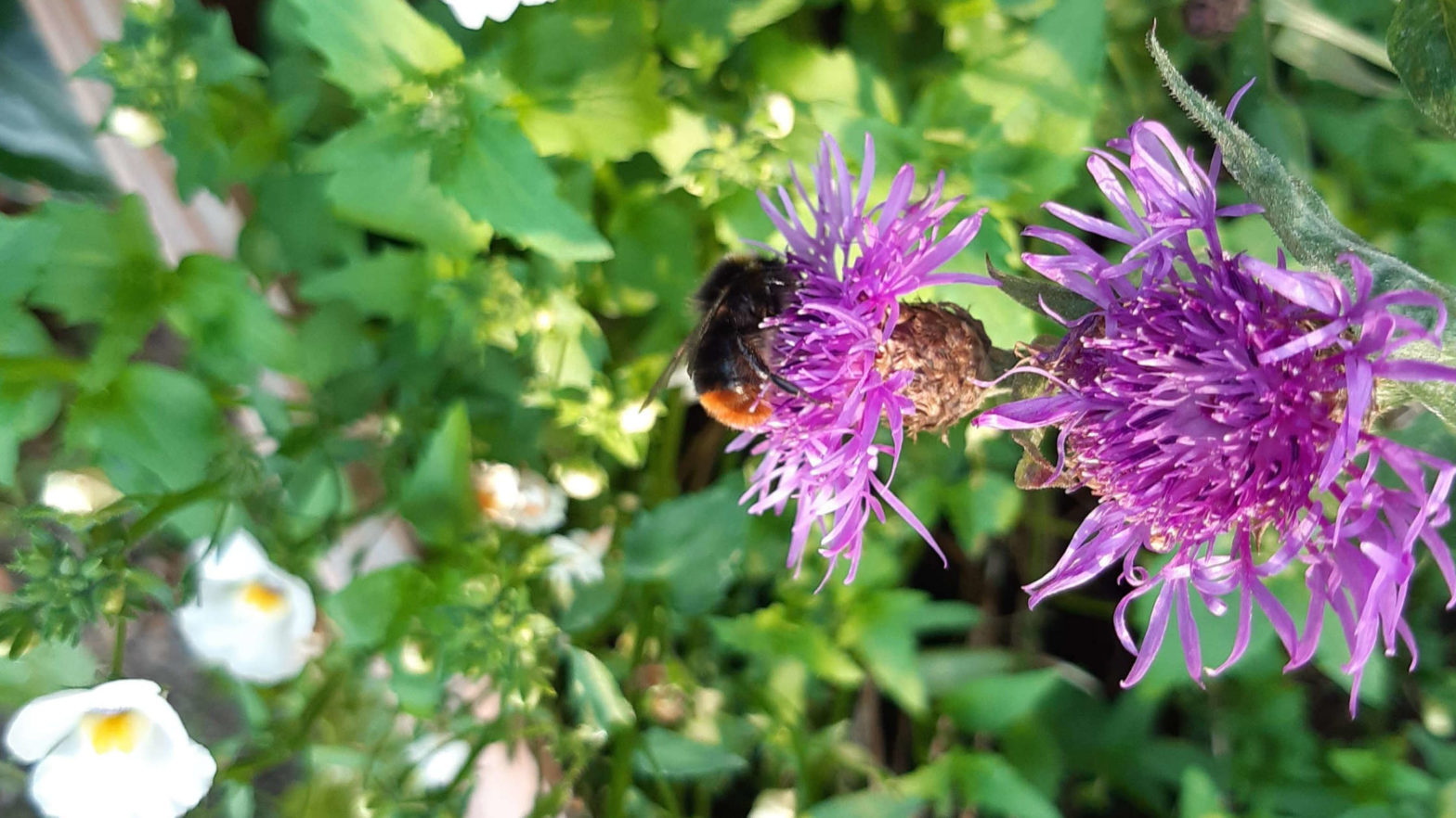 bee myths, bumblebees, males