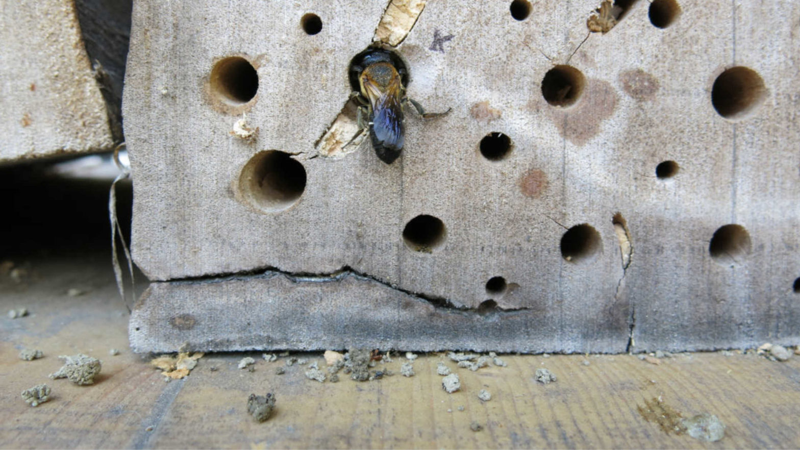 bee hotels, invasive bees, bee conservation