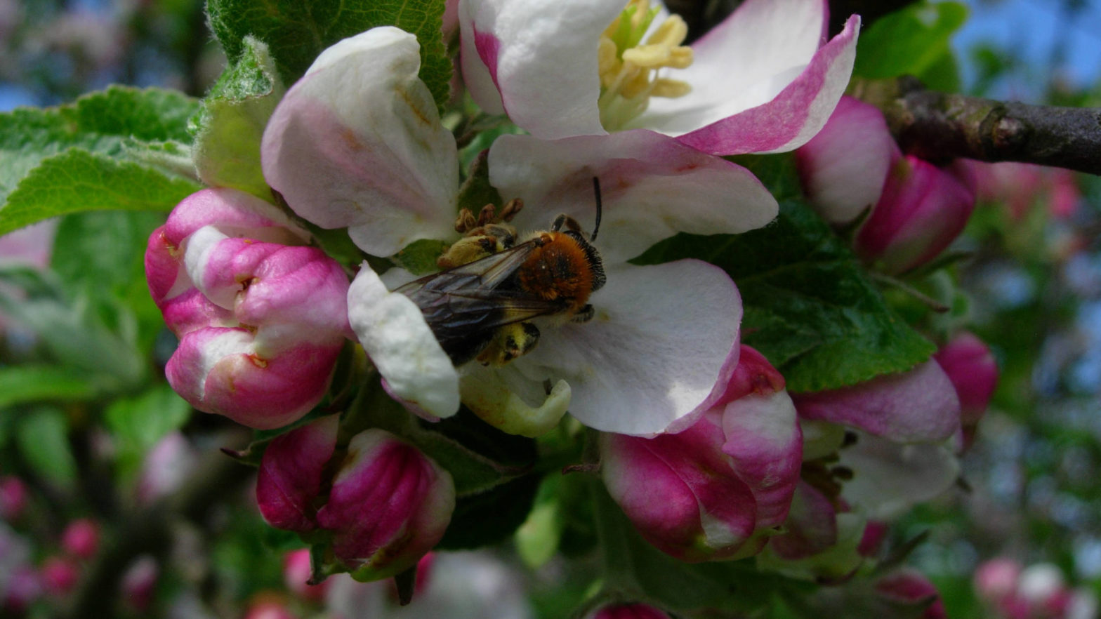 silent hunger, Year of fruit and vegetables, pollinator limitation, crop production