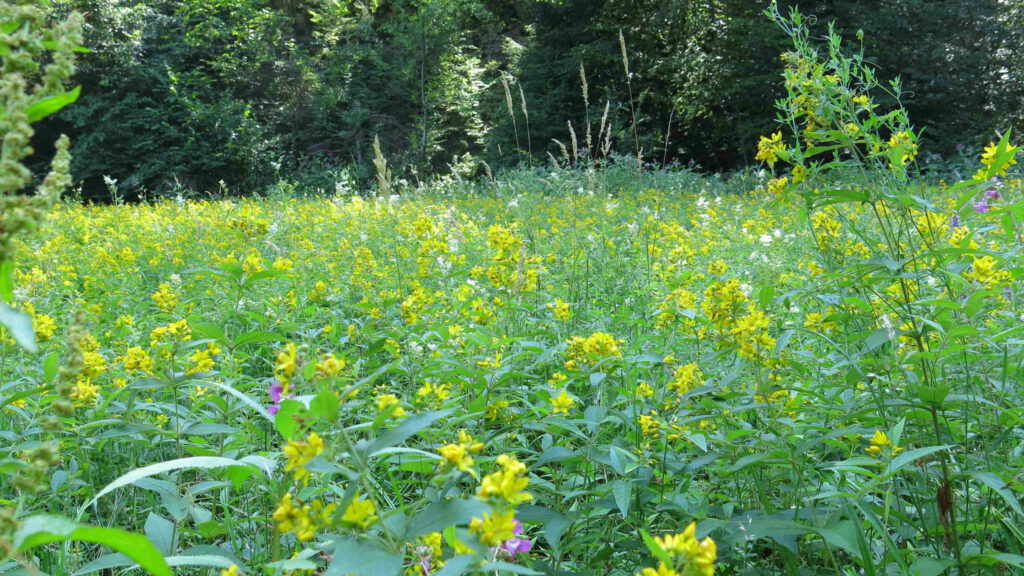 bee habitat, meadow