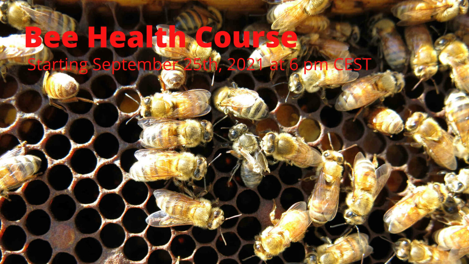 Bee Health Course